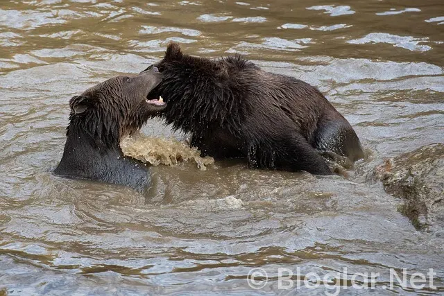 Türkiye-İspanya maçı kaç kaç bitti?
