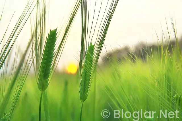 15 tatil ne zaman? 15 tatil ne zaman?