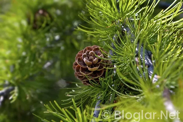 30 Bin TL altı Telefonlar 2025