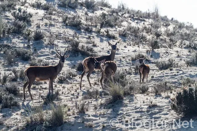 30 Bin TL altı Telefonlar 2025