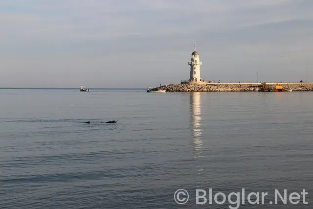 Alanya Belediyesi iş ilanları Alanya Belediyesi iş ilanları