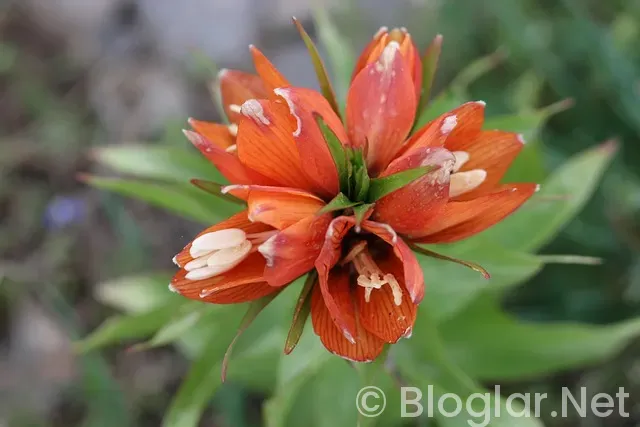 Alanya Belediyesi iş ilanları Alanya Belediyesi iş ilanları