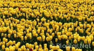 Bağcılar Belediyesi hangi parti?