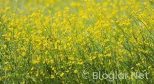 Başiskele iş ilanları