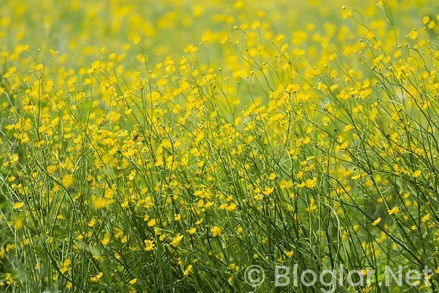 Başiskele iş ilanları