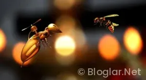 Drone Uçurma Alanları