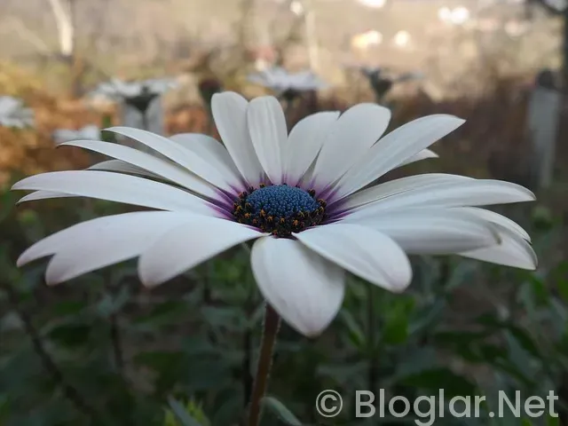 Giresun İş İlanları