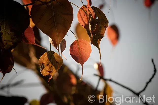 Güller ve Günahlar son bölüm Güller ve Günahlar son bölüm