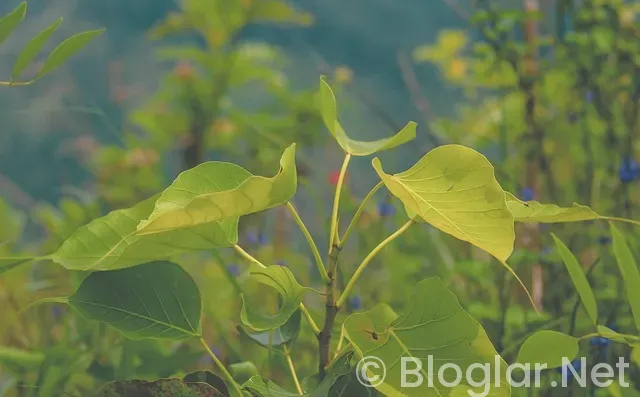 Güller ve Günahlar son bölüm Güller ve Günahlar son bölüm