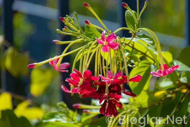 indeed iş ilanları