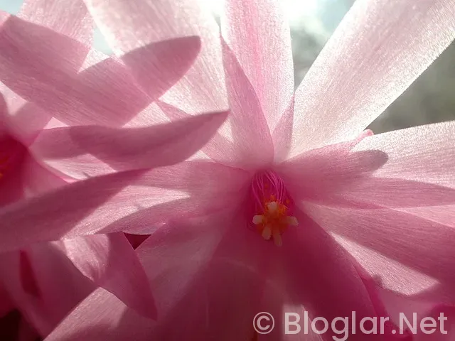 indeed iş ilanları