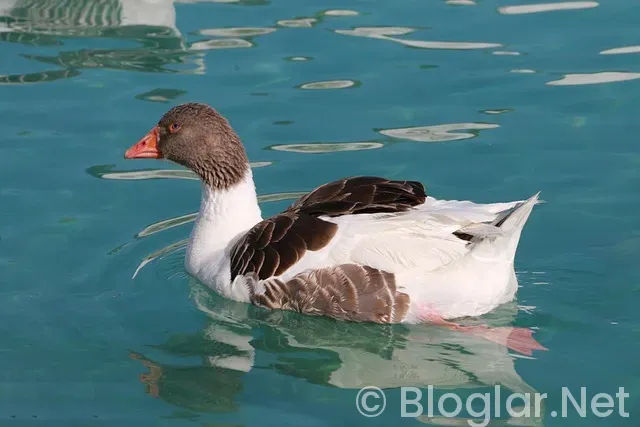 izmir izpa araştırma geçici 20 işçi alacak