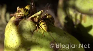 Kanada’nın para birimi nedir?