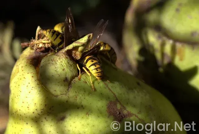 Kanada’nın para birimi nedir?