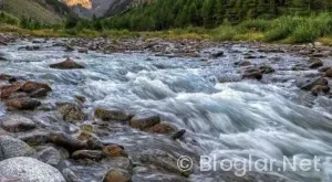 Kanal D Canlı Yayın Akışı