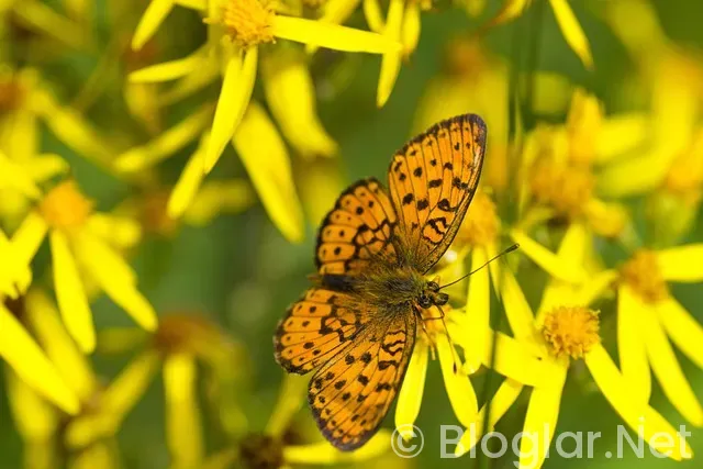 Kültür Turizm Bakanlığı 7 personel alacak Kültür Turizm Bakanlığı 7 personel alacak