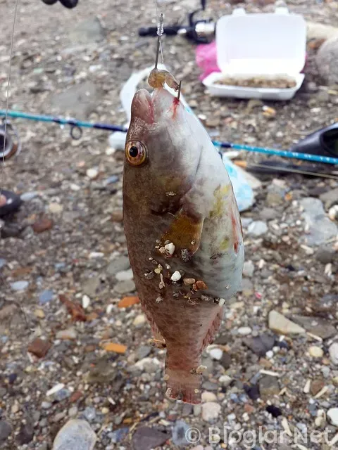 Kuşadası iş ilanları Kuşadası iş ilanları