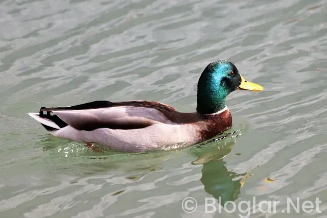 Meski Su Kesintisi Meski Su Kesintisi