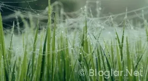 Sahibinden şoför ilanları Ankara