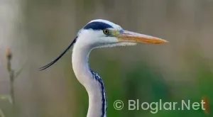 Soyo Uygulamasından nasıl para kazanılır?