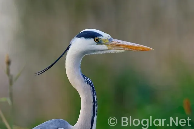 Soyo Uygulamasından nasıl para kazanılır? Soyo Uygulamasından nasıl para kazanılır?