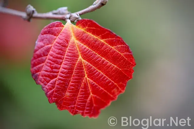 Soyo Uygulamasından nasıl para kazanılır? Soyo Uygulamasından nasıl para kazanılır?