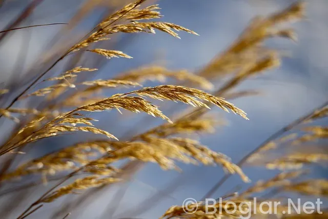 Veteriner Hekim iş ilanları