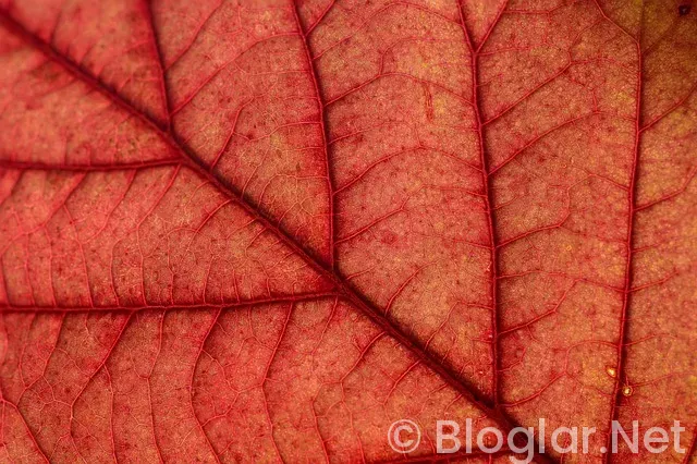 Veteriner Hekim iş ilanları