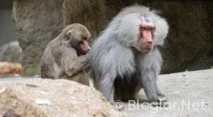 Valorant Çöktü mü?