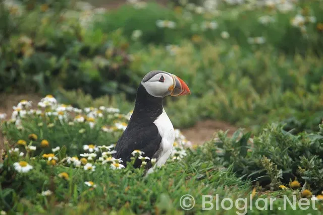 vasıfsız bayan eleman arayan fabrikalar vasıfsız bayan eleman arayan fabrikalar