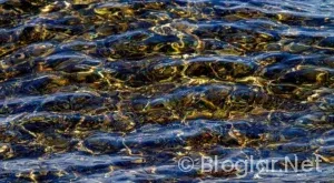 Vatandaşlık Maaşı Nedir?