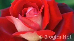 Villaya Yatılı Erkek Eleman Sahibinden