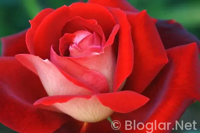 Villaya Yatılı Erkek Eleman Sahibinden