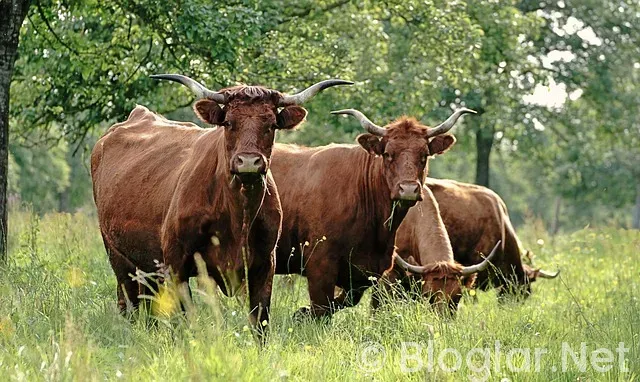 Villaya yatılı erkek eleman Sahibinden
