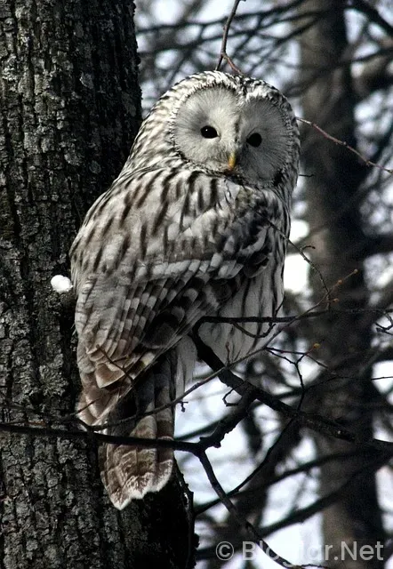 who uygulaması para kazanma who uygulaması para kazanma