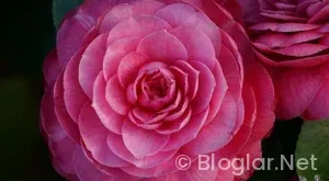 Ziyaretcilerinizi sayfanizda daha uzun tutacak akıcı kullanıcı deneyimi