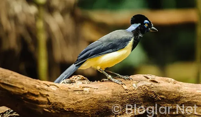 Amazon Üzerinden Para Kazanma 2026: Türkiye'den Başlayacaklar İçin 5 Ana Yöntem Rehberi