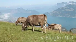 Borsada Hızlı Para Kazanma Yöntemleri: 2026’da Geçerli 7 Etkili Strateji