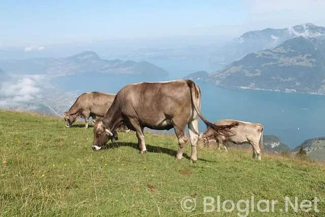 Borsada Hızlı Para Kazanma Yöntemleri: 2026’da Geçerli 7 Etkili Strateji