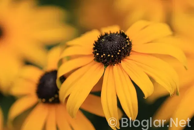 Dolar Yatırımı ile Para Kazanma 2026: Başlangıç Rehberi ve 5 Akıllı Strateji