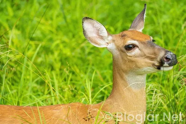 Metin2'de Gerçek Para Kazanma 2026: Riskler, Yöntemler ve Yasal Uyarılar Metin2'de Gerçek Para Kazanma 2026: Riskler, Yöntemler ve Yasal Uyarılar